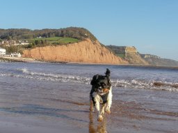 Sidmouth 2011