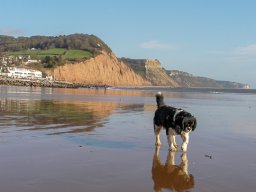 Sidmouth 2011