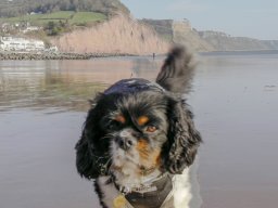 Sidmouth 2011