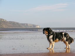 Sidmouth 2011